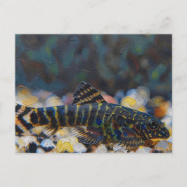 Cartão Postal Sewellia pintada juvenil locha de corredeira