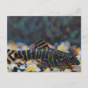 Cartão Postal Sewellia pintada juvenil locha de corredeira