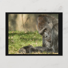 Cartão Postal Sexy Silverback Gorilla Postcard