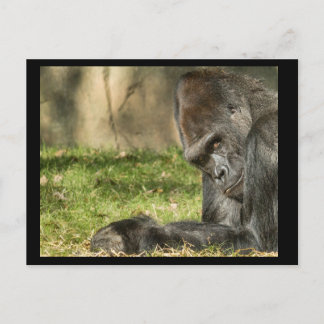 Cartão Postal Sexy Silverback Gorilla Postcard