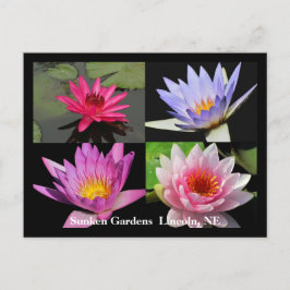 Cartão postal SG Waterlily Collage #1N 1100