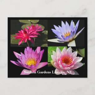 Cartão postal SG Waterlily Collage #6Nw 600