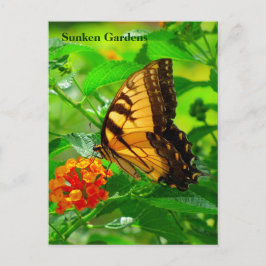 Cartão postal SG Yellow Swallowtail #245N 0245