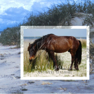 Cartão Postal Shackleford Banks Wild Horse, Cape Lookout, NC
