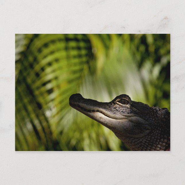 Cartão postal Shady Alligator (Frente)