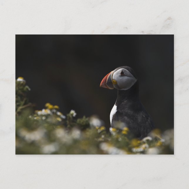 Cartão Postal Shady Puffin (Frente)