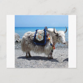 Cartão Postal Shaggy Yak Vestindo Tack Brightly CO
