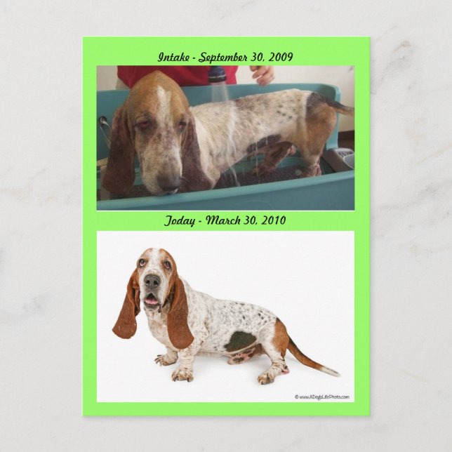 Cartão Postal Shammy_Landscape, Shammy2, entrada - 3 de (Frente)