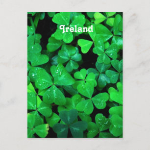Cartão Postal Shamrocks Irlandês