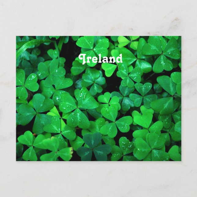 Cartão Postal Shamrocks Irlandês (Frente)