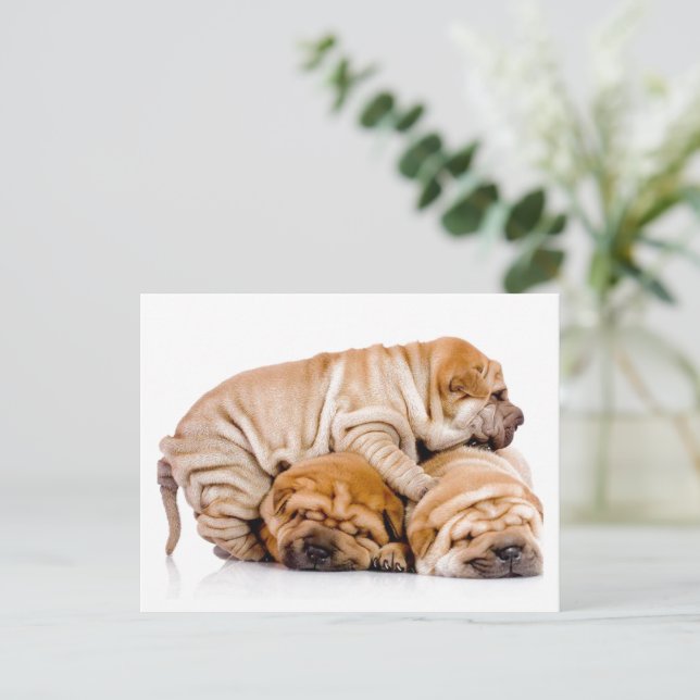 Cartão Postal Shar Pei (Em pé/Frente)