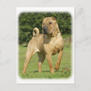 Cartão Postal Shar Pei
