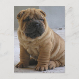 Cartão Postal Shar Pei Chinês