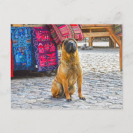 Cartão Postal Shar Pei Dog, Ollantaytambo, Peru