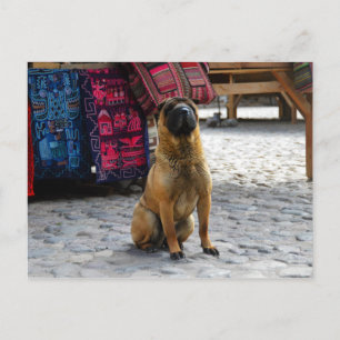 Cartão Postal Shar Pei Dog, Ollantaytambo, Peru