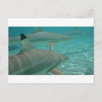 shark