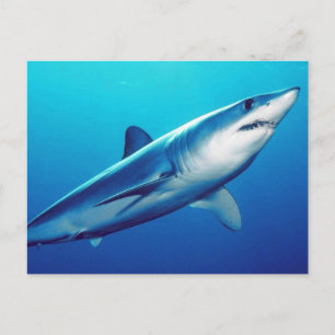 Cartão Postal Shark Mako