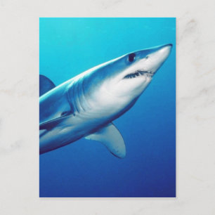 Cartão Postal Shark Mako