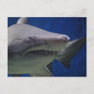 Cartão Postal Shark Stare, Nadação De Tubarões, Face Fechada