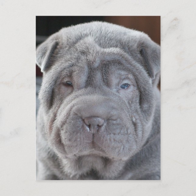 Cartão Postal Sharpei Puppy (Frente)