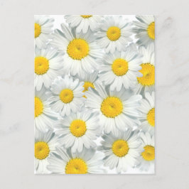 Cartão Postal Shasta Daisies