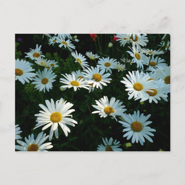 Cartão Postal Shasta Daisies II (Frente)