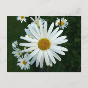 Cartão Postal Shasta Daisy