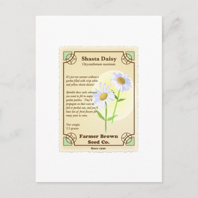 Cartão Postal Shasta Daisy Seed Packet (Frente)