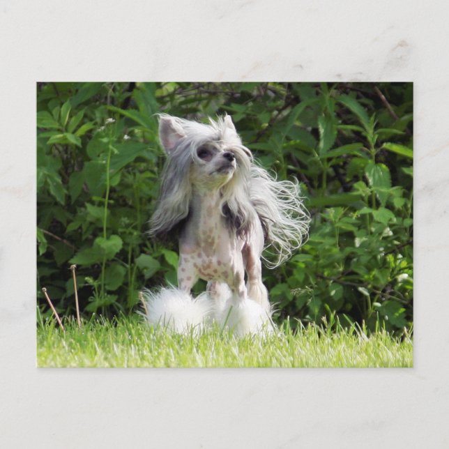 Cartão Postal Sheeba Procurando (Frente)