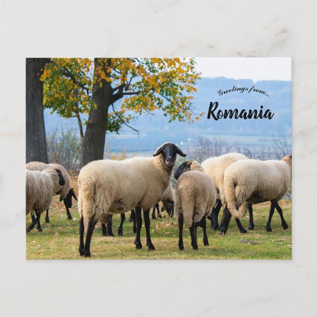 Cartão Postal Sheep in Rural Romania (Frente)