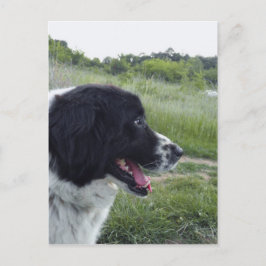 Cartão Postal Sheepdog búlgaro