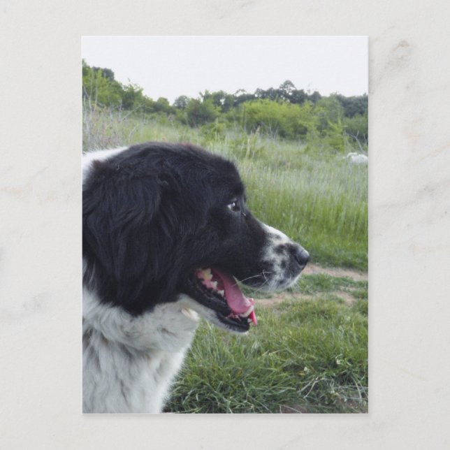 Cartão Postal Sheepdog búlgaro (Frente)