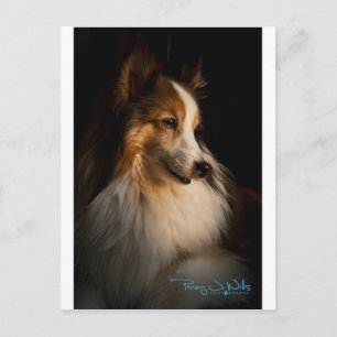 Cartão Postal Sheepdog Shetland de Baixa Chave