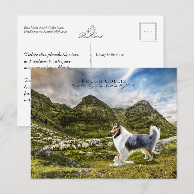 Cartão Postal Sheepherherle Blue Merle Rough Collie - Coletor (Frente/Verso)