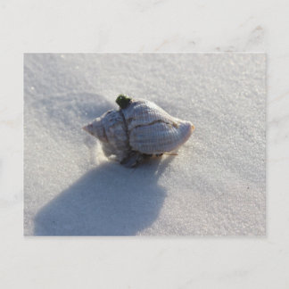Cartão Postal Shell