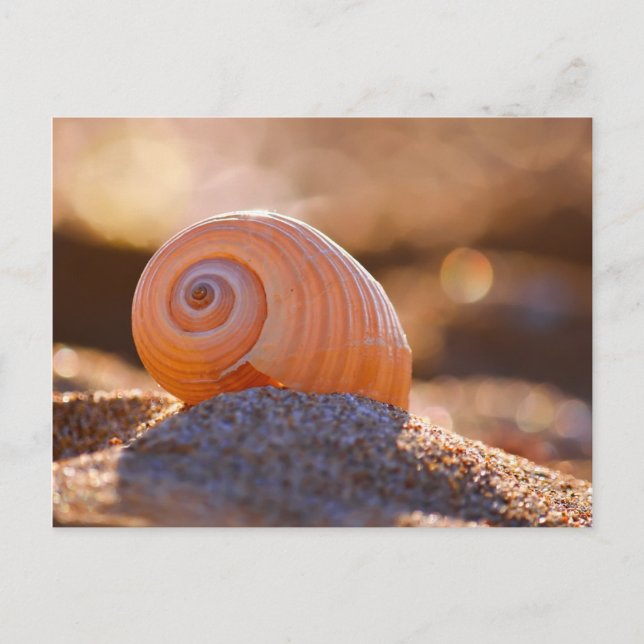 Cartão Postal Shell Bokeh |Grécia (Frente)