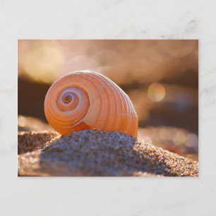 Cartão Postal Shell Bokeh  Grécia
