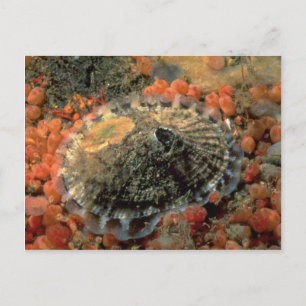 Cartão Postal Shell de buraco de fechadura (Diodora aspera)