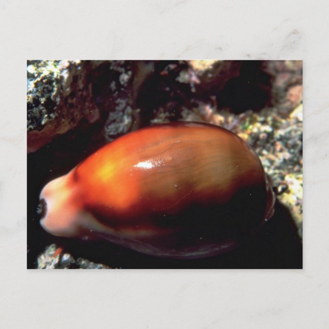 Cartão Postal Shell de castanha (Cypraea spadicea) (Frente)