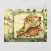 Shell de Conch Silhout