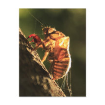 Shell De Uma Cicada