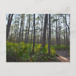 Cartão Postal Shell Mound Park Trail, Ilha Dauphin, AL
