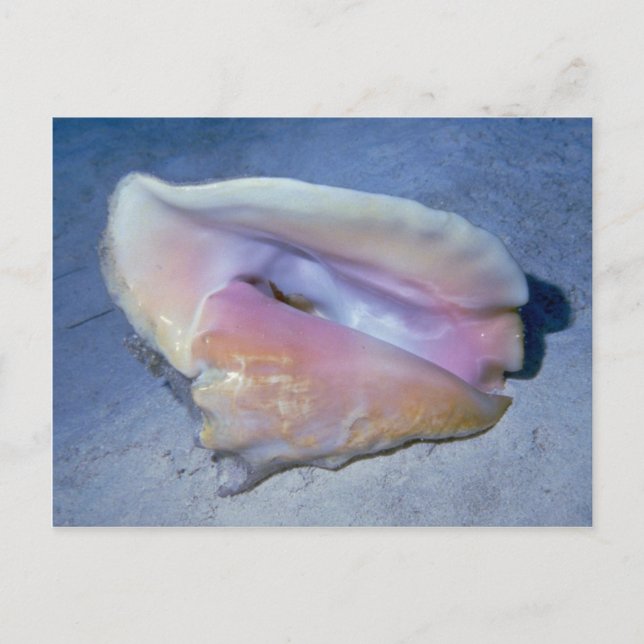 Cartão Postal Shell Queen Conch (Strombus gigas) (Frente)