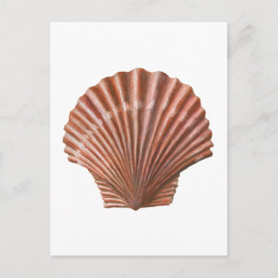 Cartão Postal Shell Scallop