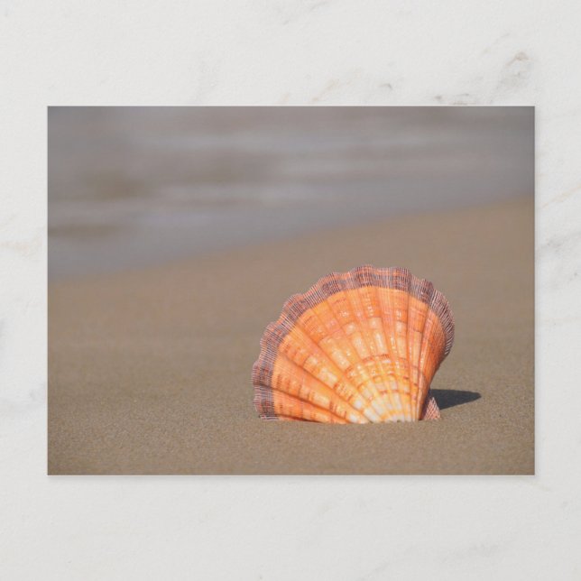 Cartão Postal Shell Scallop| Creta, Grécia (Frente)