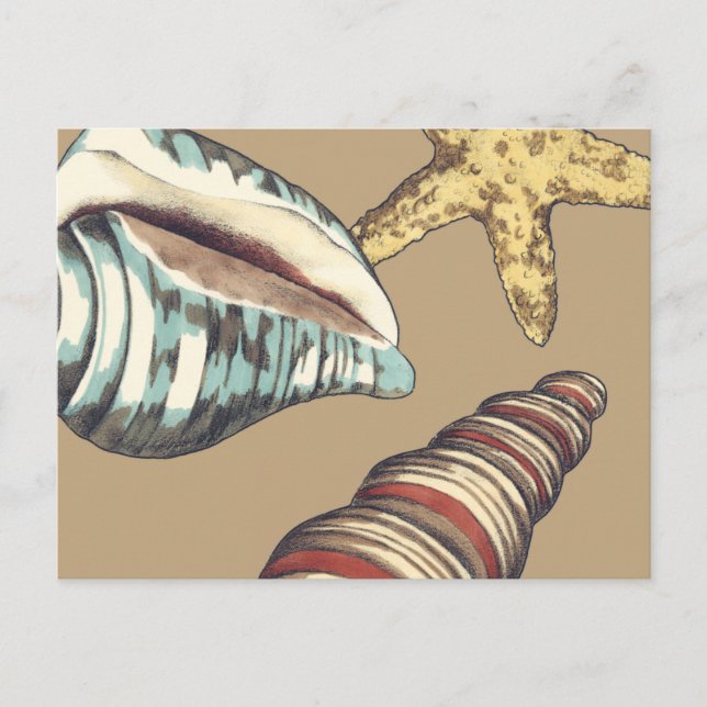 Cartão Postal Shell Trio em Khaki (Frente)