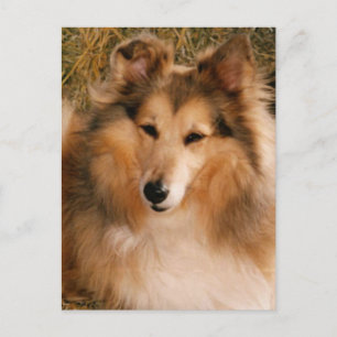 Cartão Postal Sheltie