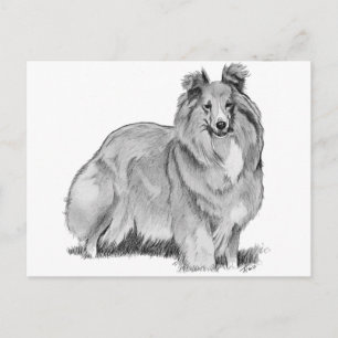 Cartão Postal Sheltie