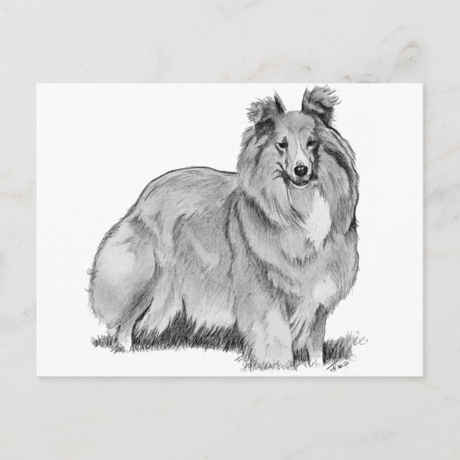 Cartão Postal Sheltie (Frente)
