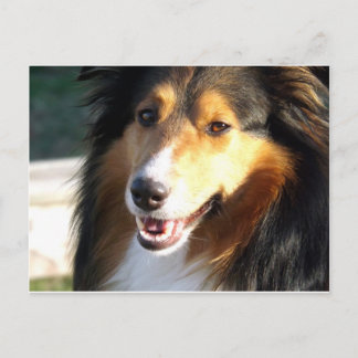 Cartão Postal Sheltie
